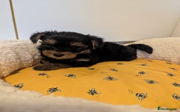 Yorkshire Terrier dogs for sale: Adorable Yorkshire terrier puppies available  - Image 30