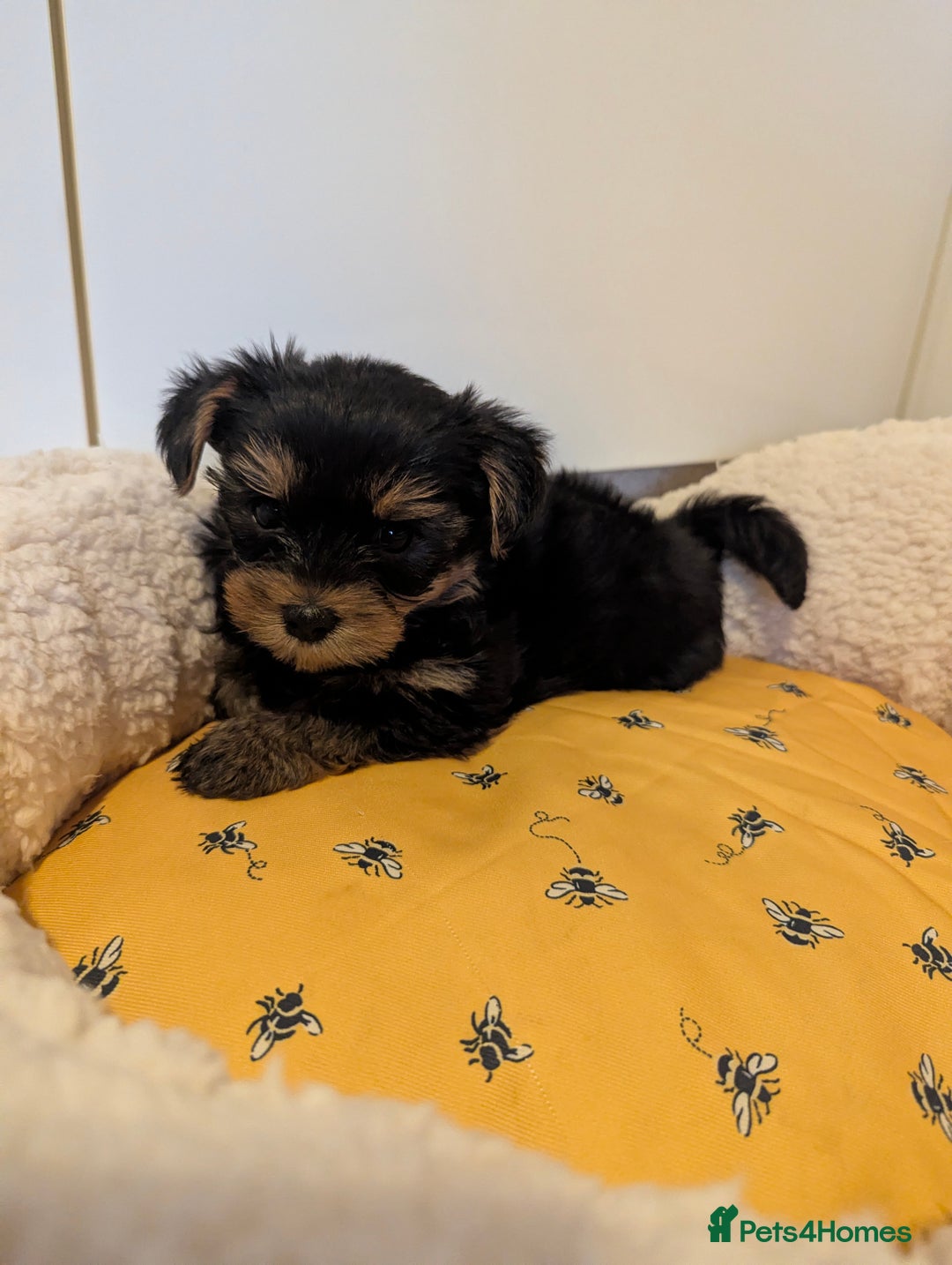 Yorkshire Terrier dogs for sale: Adorable Yorkshire terrier puppies available  - Image 30