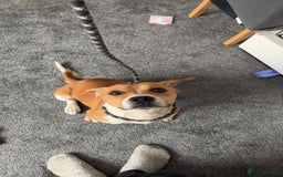 Mixed Breed dogs for sale: 19 month old Staffy X beagle X border collie  - Image 7