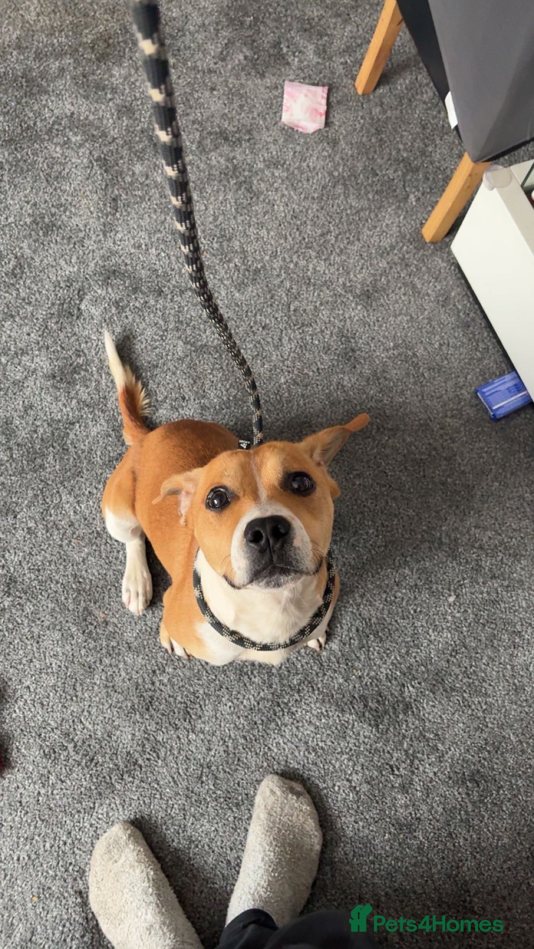 Mixed Breed dogs for sale: 19 month old Staffy X beagle X border collie  - Image 7