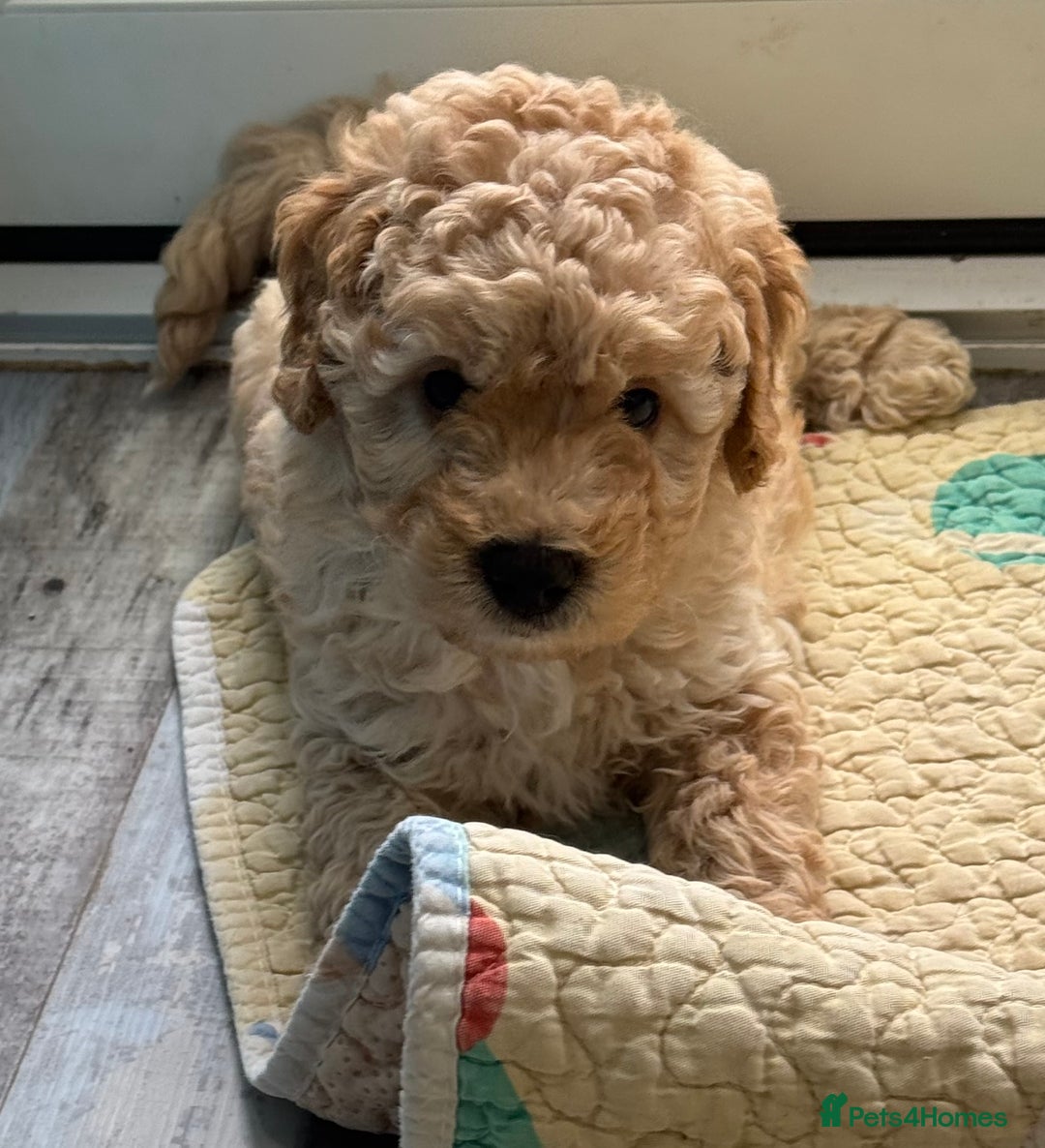 Cavapoochon dogs for sale: F1b Cavapoochon  - Image 34