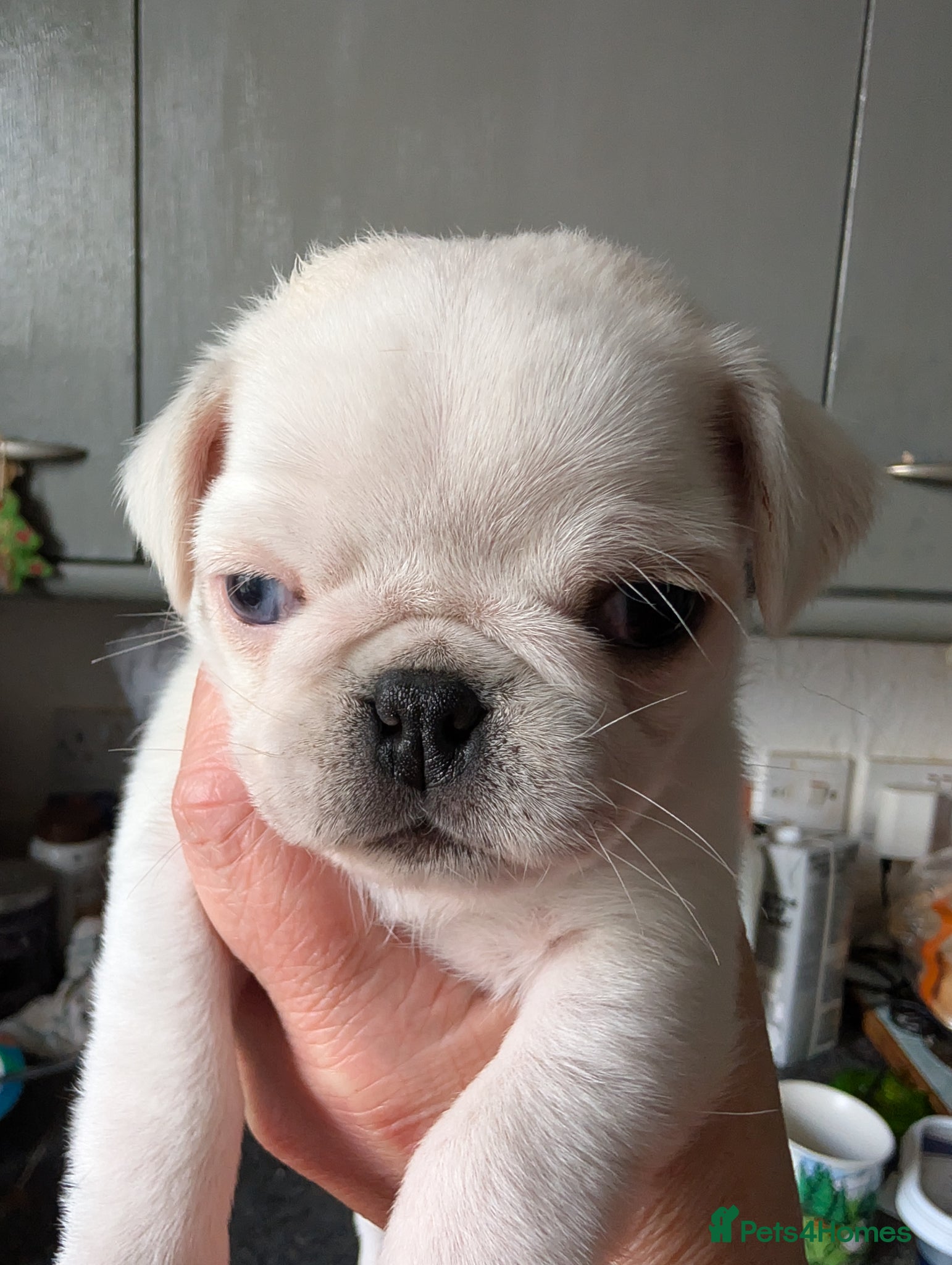 Pug dogs A beautiful litter of pugs pure white & jet Black  - Advert 2