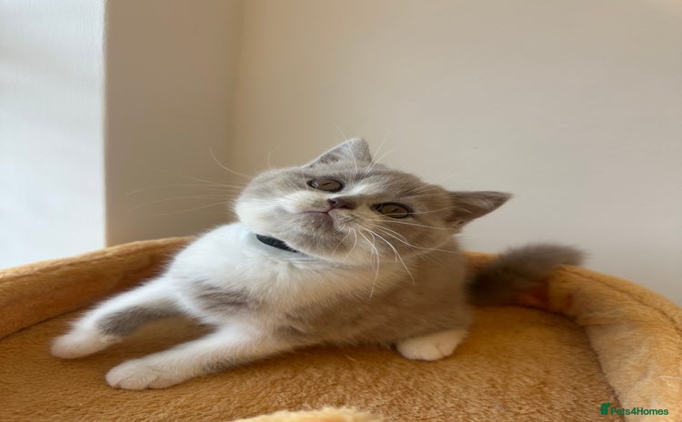 British Shorthair cats - Advert 12