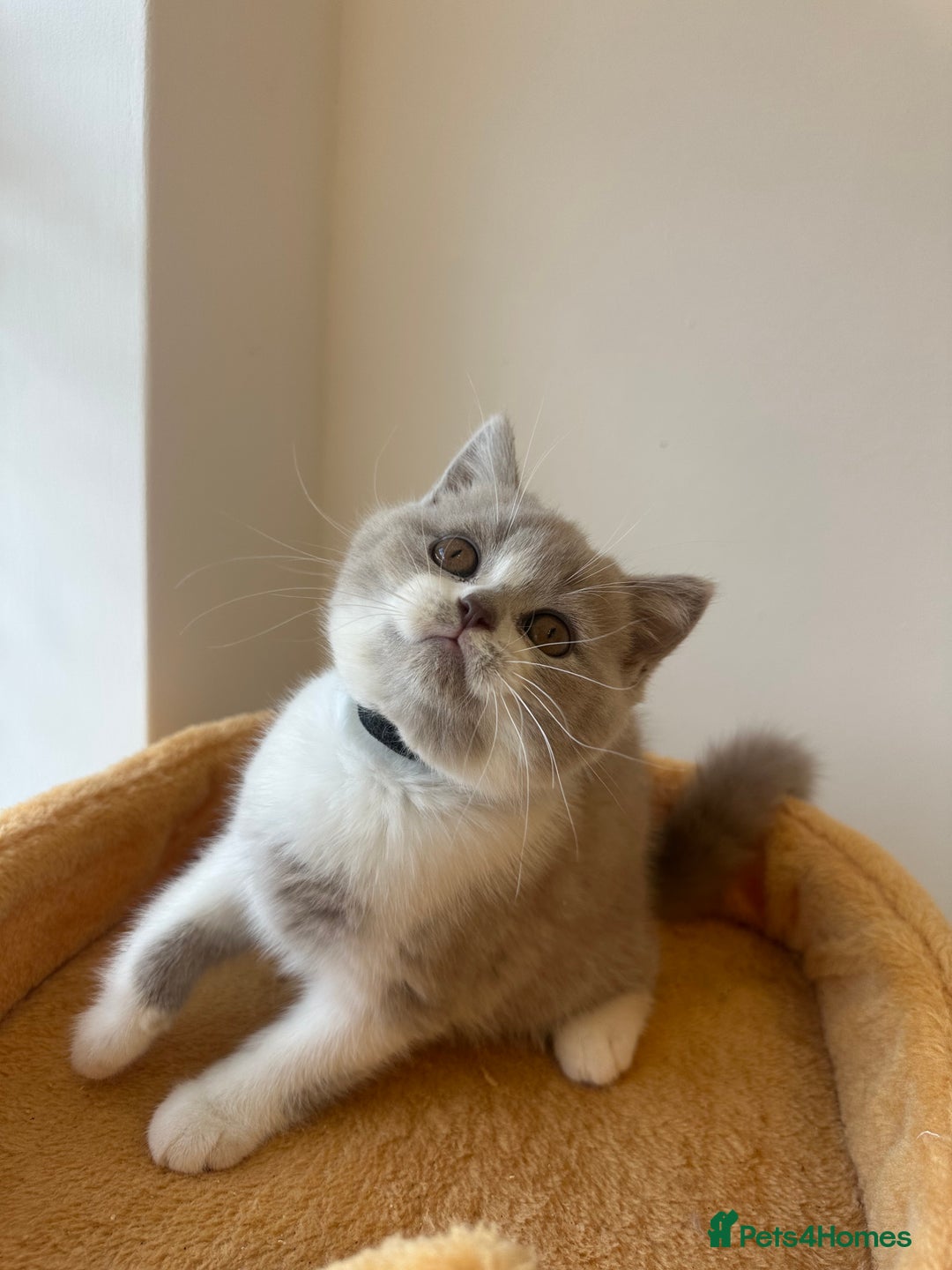 British Shorthair cats for sale: 🐻 STUNNING GIRL GCCF REGISTERED REDUCED LAST 1 🐻 - Image 17