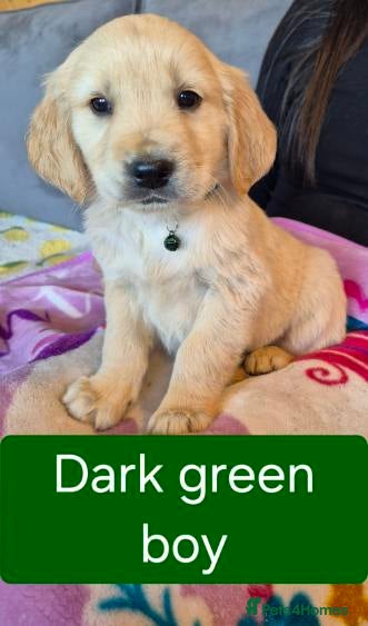 Golden Retriever dogs KC registered golden retriever puppies - Advert 1
