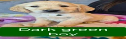 Golden Retriever dogs for sale: KC registered golden retriever puppies - Advert 5