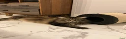 Maine Coon cats for stud: Very large Main coon for Stud - Advert 2