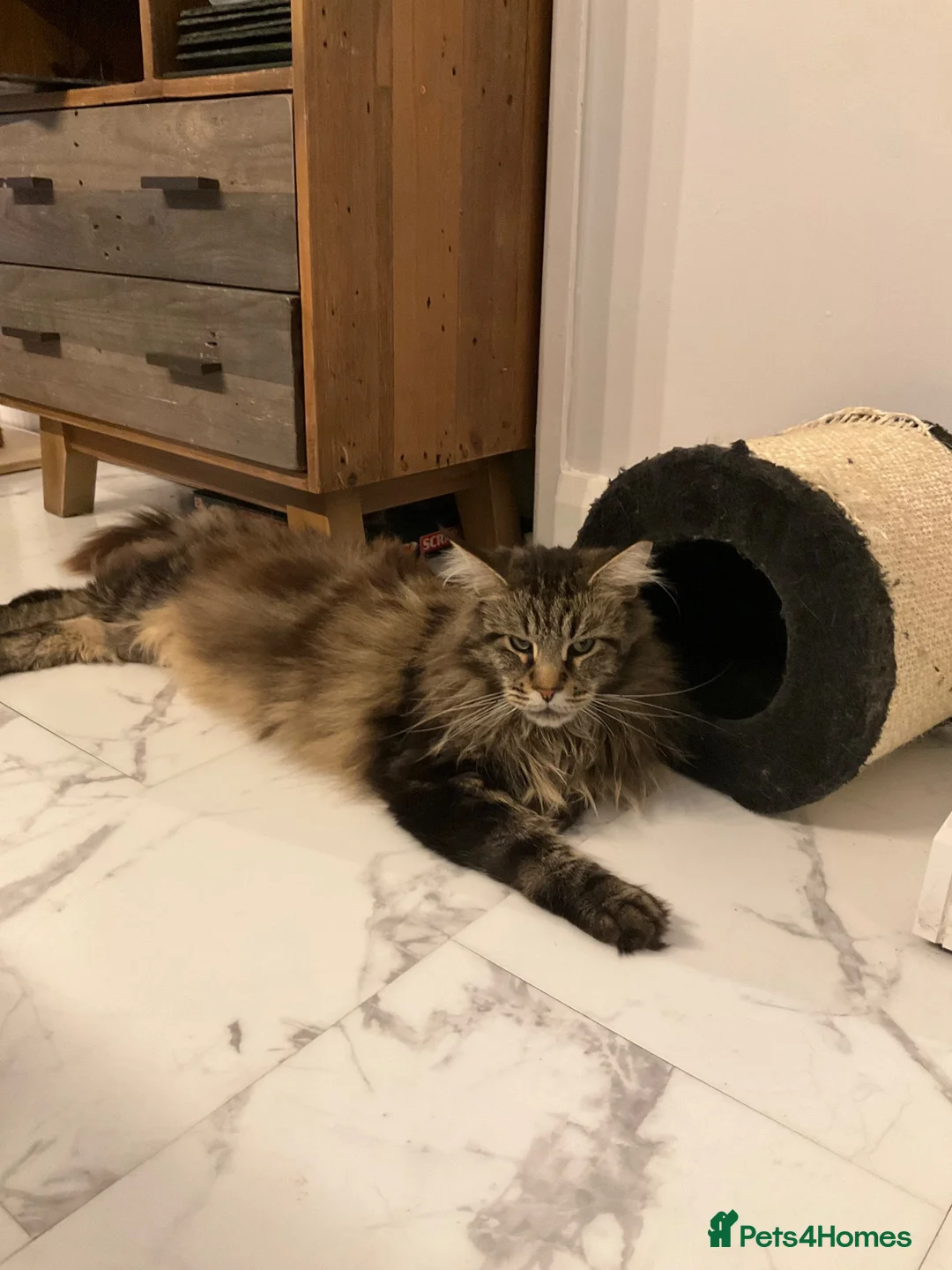 Maine Coon cats for stud: Very large Main coon for Stud - Advert 2