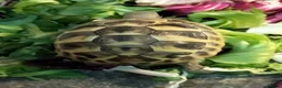 Hermann Tortoise reptiles for sale:  Captive bred baby Herman toirtoise for sale - Advert 3