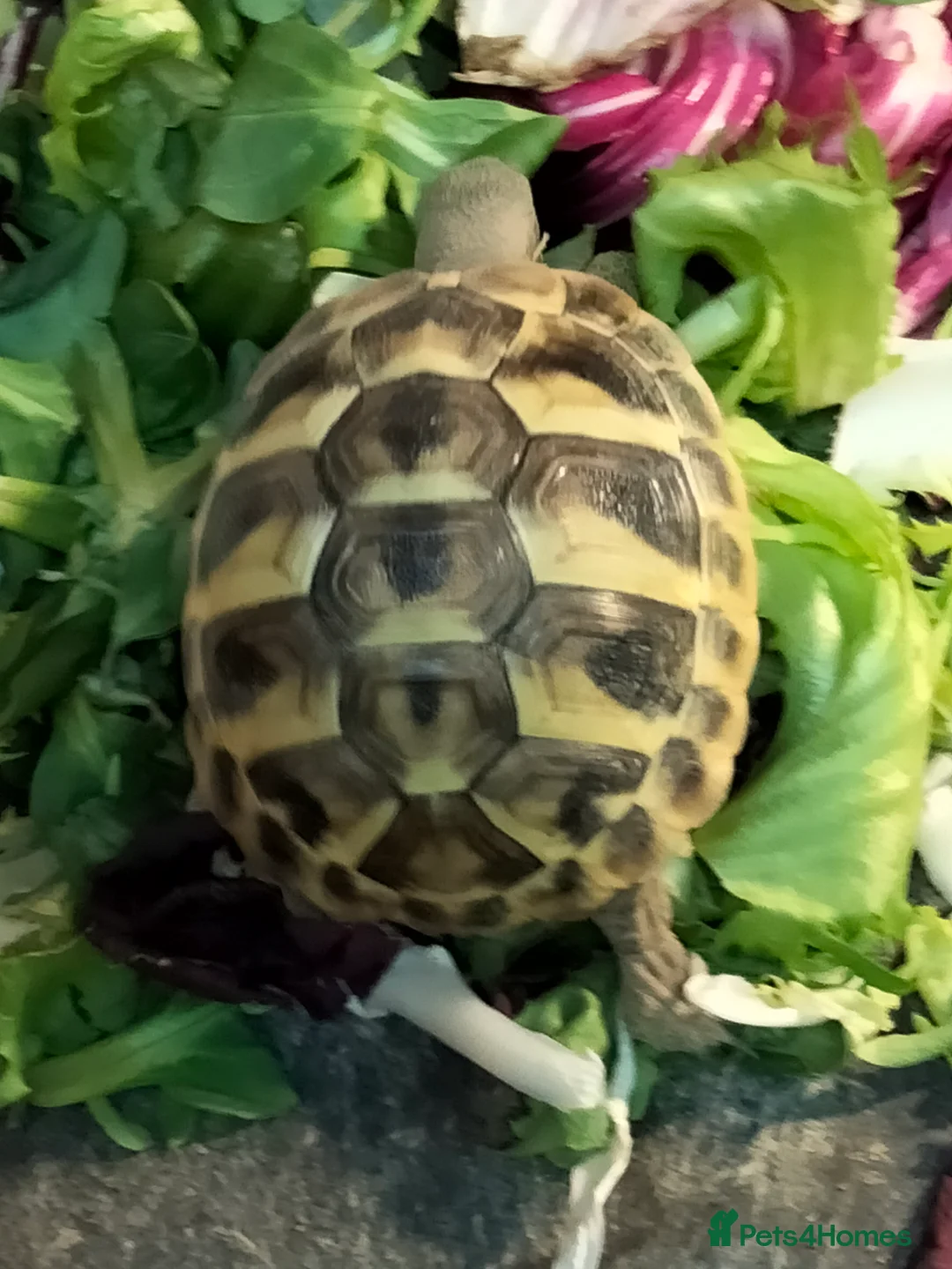 Hermann Tortoise reptiles for sale:  Captive bred baby Herman toirtoise for sale - Advert 3