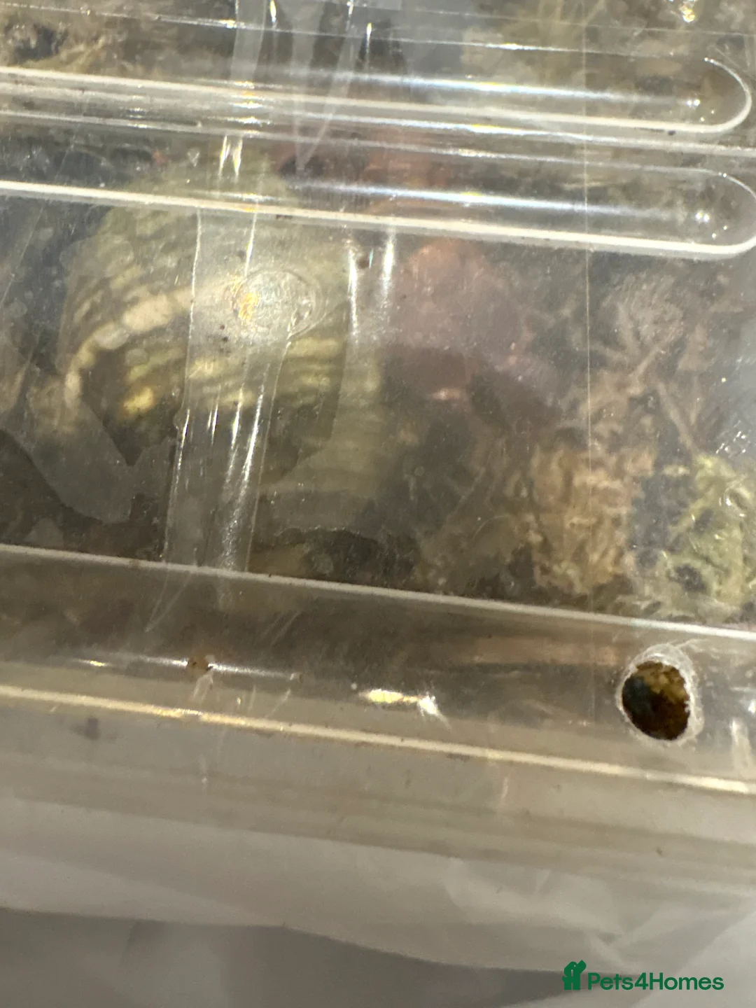 Crabs invertebrates for sale: Land hermit crabs and enclosure  - Advert 2