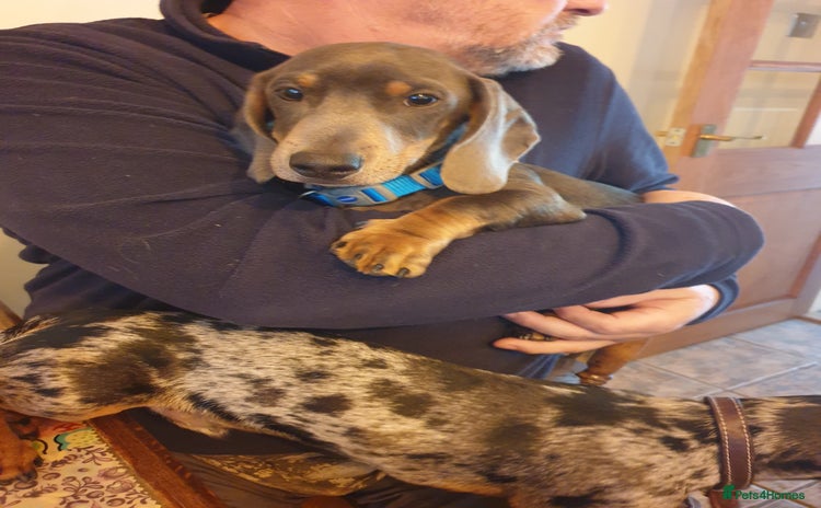Dachshund dogs - Advert 1