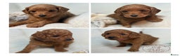 Goldendoodle dogs for sale: Red MINI Goldendoodle Puppies Hypoallergenic & DNA - Advert 1
