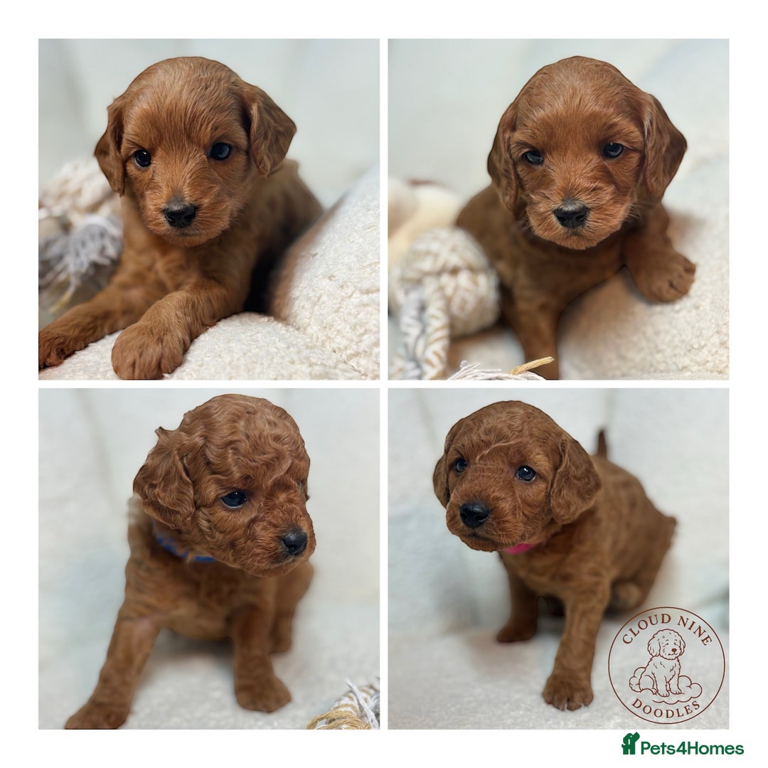 Goldendoodle dogs for sale: Red MINI Goldendoodle Puppies Hypoallergenic & DNA - Advert 1