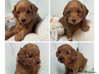 Goldendoodle dogs Red MINI Goldendoodle Puppies Hypoallergenic & DNA - Advert 1