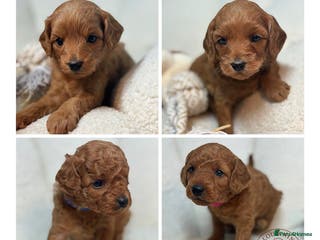 Goldendoodle dogs Red MINI Goldendoodle Puppies Hypoallergenic & DNA - Advert 11