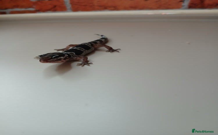 Leopard Gecko reptiles - Advert 3