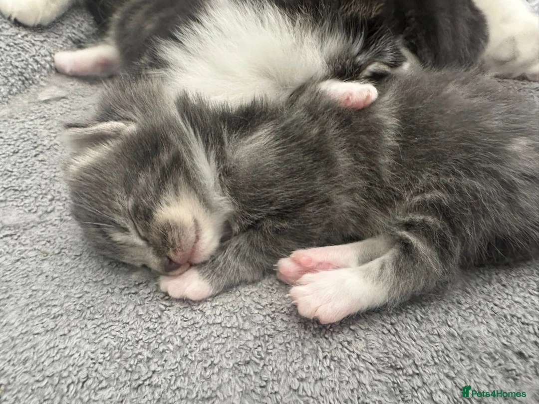 British Longhair cats for sale: Domestic long hair kittens in Liverpool - Advert 2