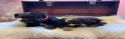 Miniature Schnauzer dogs for sale: 5*Licensed RKC Chocolate Schnauzers H/T  - Advert 15