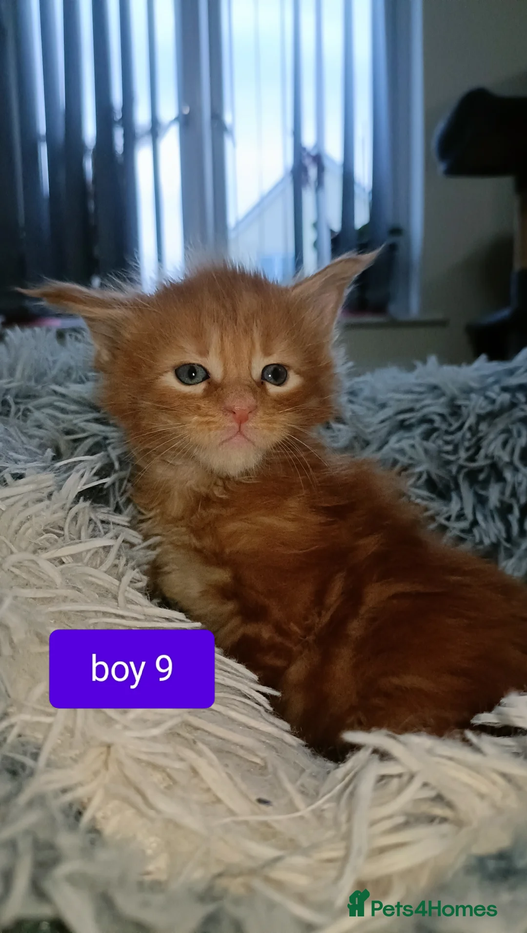 Maine Coon cats for sale: 😻😻😻Adorable fluffy Maine Coon kittens 😻😻😻 - Advert 10