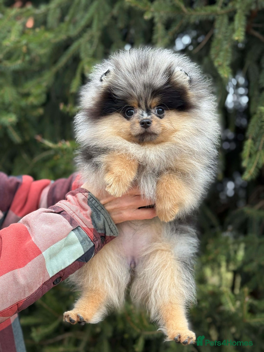 Pomeranian dogs for stud: Top quality proven Pomeranian stud  - Advert 15