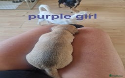 Mixed Breed dogs for sale: Chihuahua x jack russell pups - Image 6