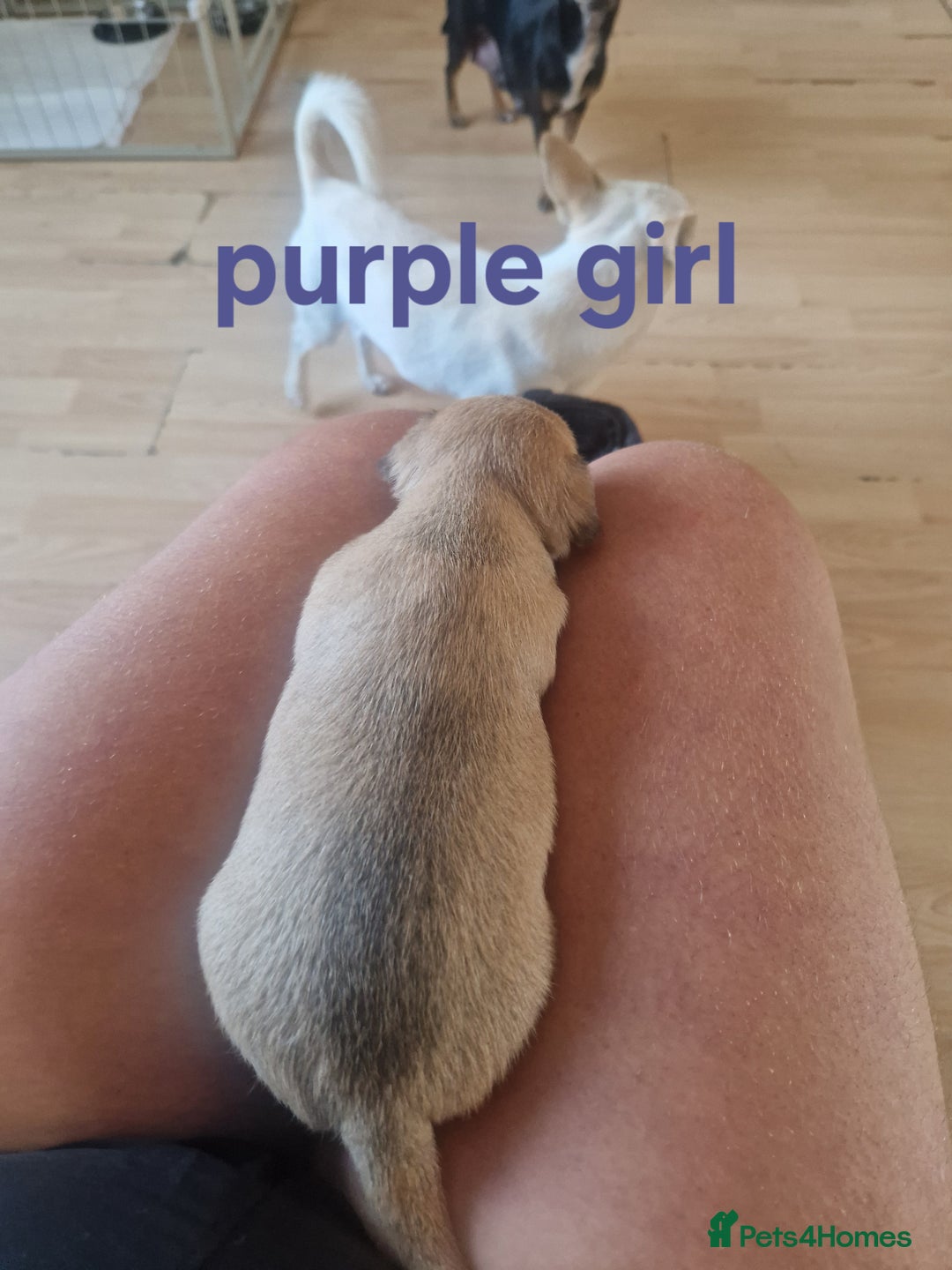 Mixed Breed dogs for sale: Chihuahua x jack russell pups - Image 6