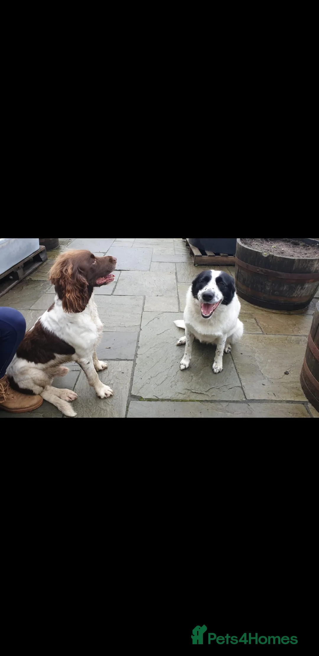 Sprollie dogs for sale: Intelligent & Affectionate Sprollie Puppies  - Advert 4