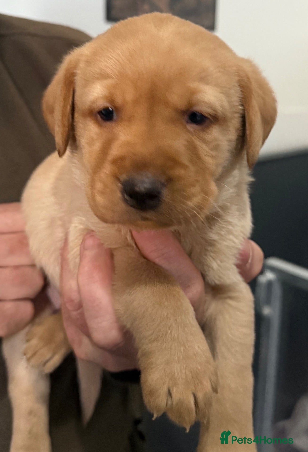 Labrador Retriever dogs for sale: Labrador puppies - Advert 1