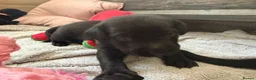 Labrador Retriever dogs for sale: Beautiful Chocolate & Black Labrador Puppies in Torquay - Advert 10