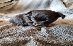 Chihuahua dogs for sale: Stunning Chihuahua pups, ready 2 August - Image 1
