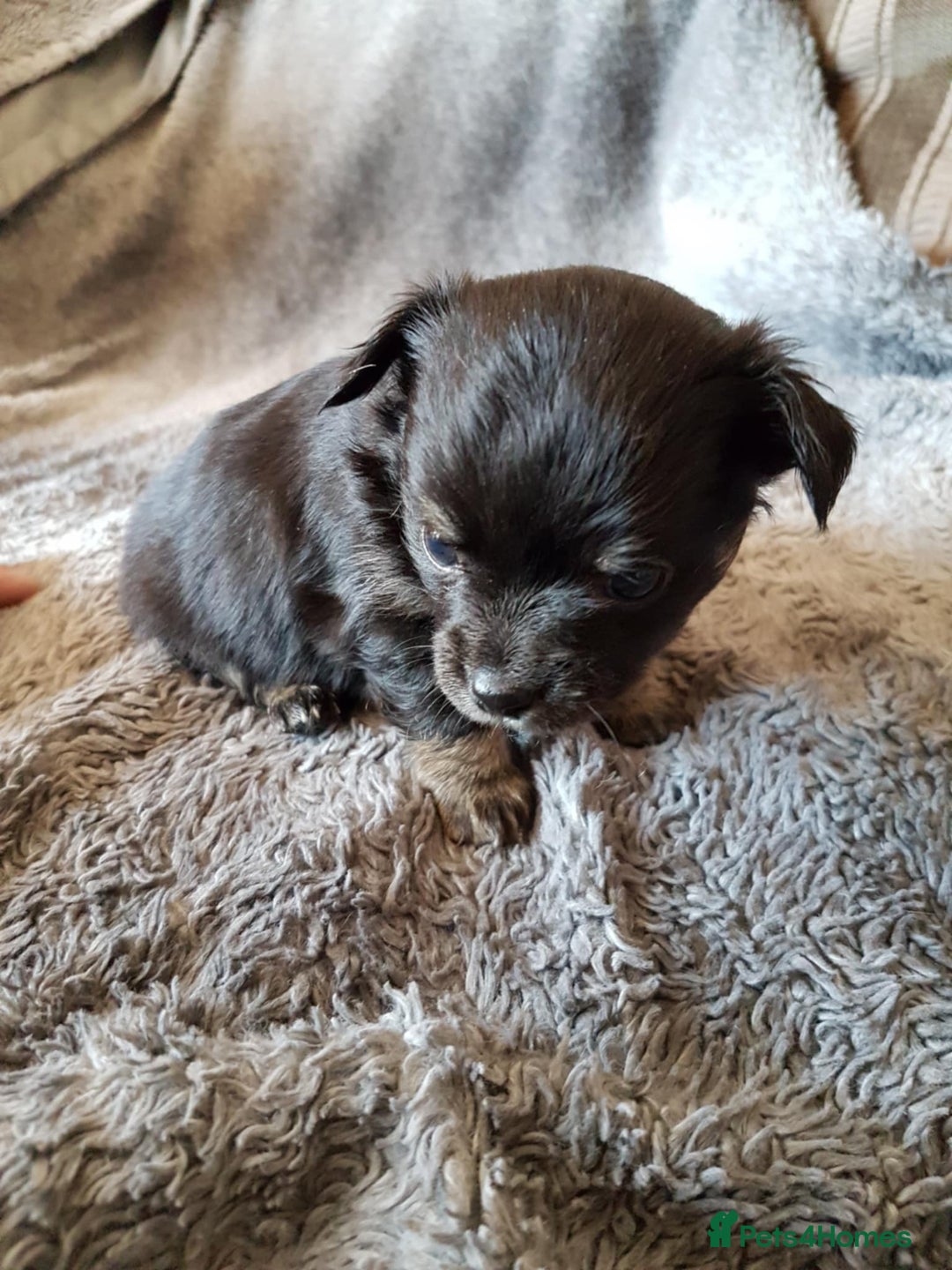 Chihuahua dogs for sale: Stunning Chihuahua pups, ready 2 August - Image 1