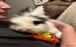 Lionhead rabbits for sale: 2 Handsome double-maned lionheads  - Advert 7