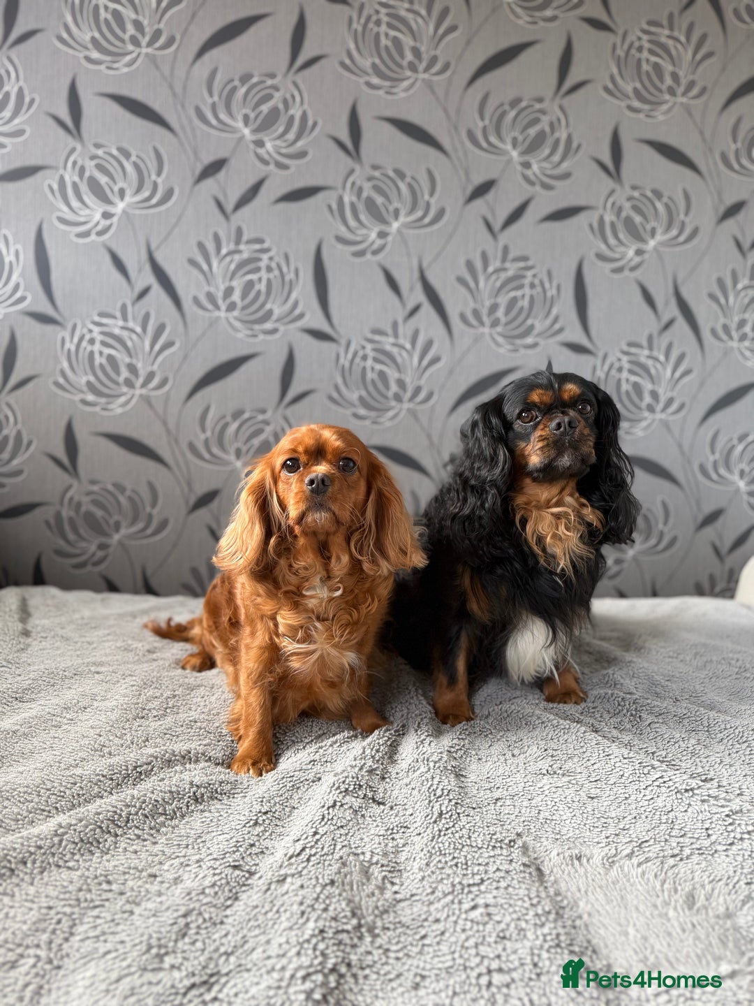 Cavalier King Charles Spaniel dogs for sale: Cavalier King Charles Spaniel - Advert 21