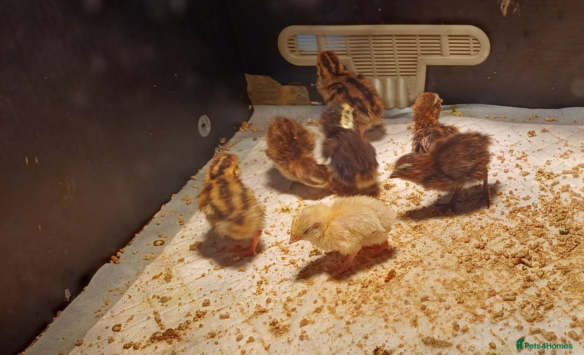 Quail poultry Coturnix quail - Advert 18