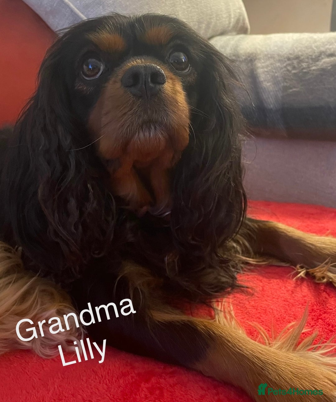 Cavapoo dogs for sale: F1 Cavapoos  - Image 19