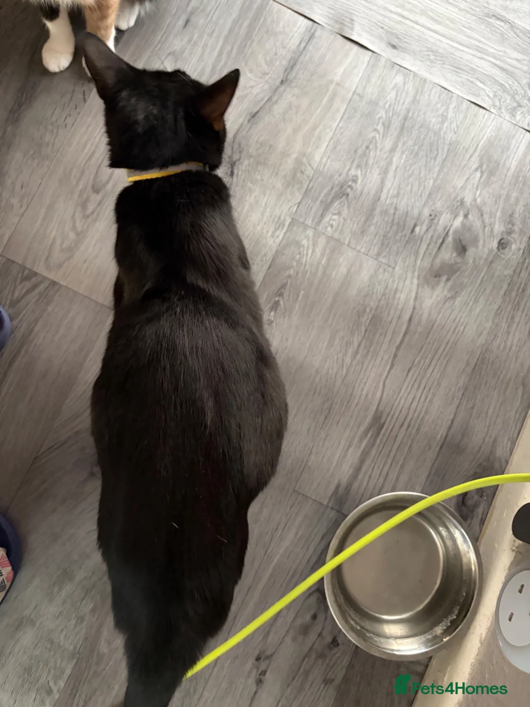 Mixed Breed cats for sale: Black kittens - Advert 21