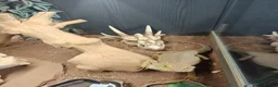 Bearded Dragon reptiles for sale: Bearded dragon for sale - Advert 10