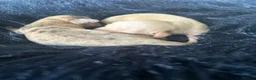 Miniature Dachshund dogs for sale: KC Cream Brindle Smooth Miniature Dachshunds - Advert 6