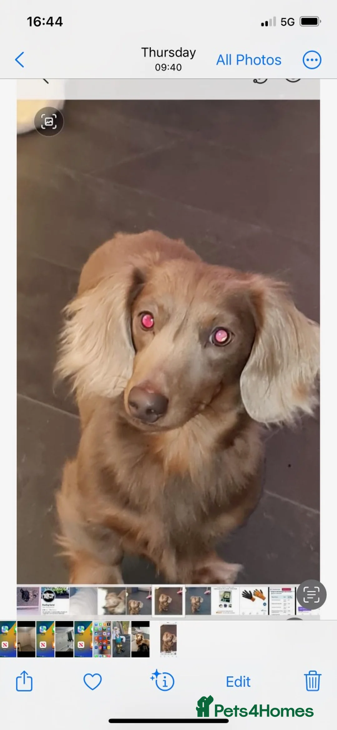 Miniature Dachshund dogs for sale: LONG HAIRED MINIATURE RUSSIAN DACHSHUNDS  - Advert 2