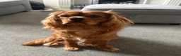 Cavalier King Charles Spaniel dogs for sale: 9 month old King Charles - Advert 2