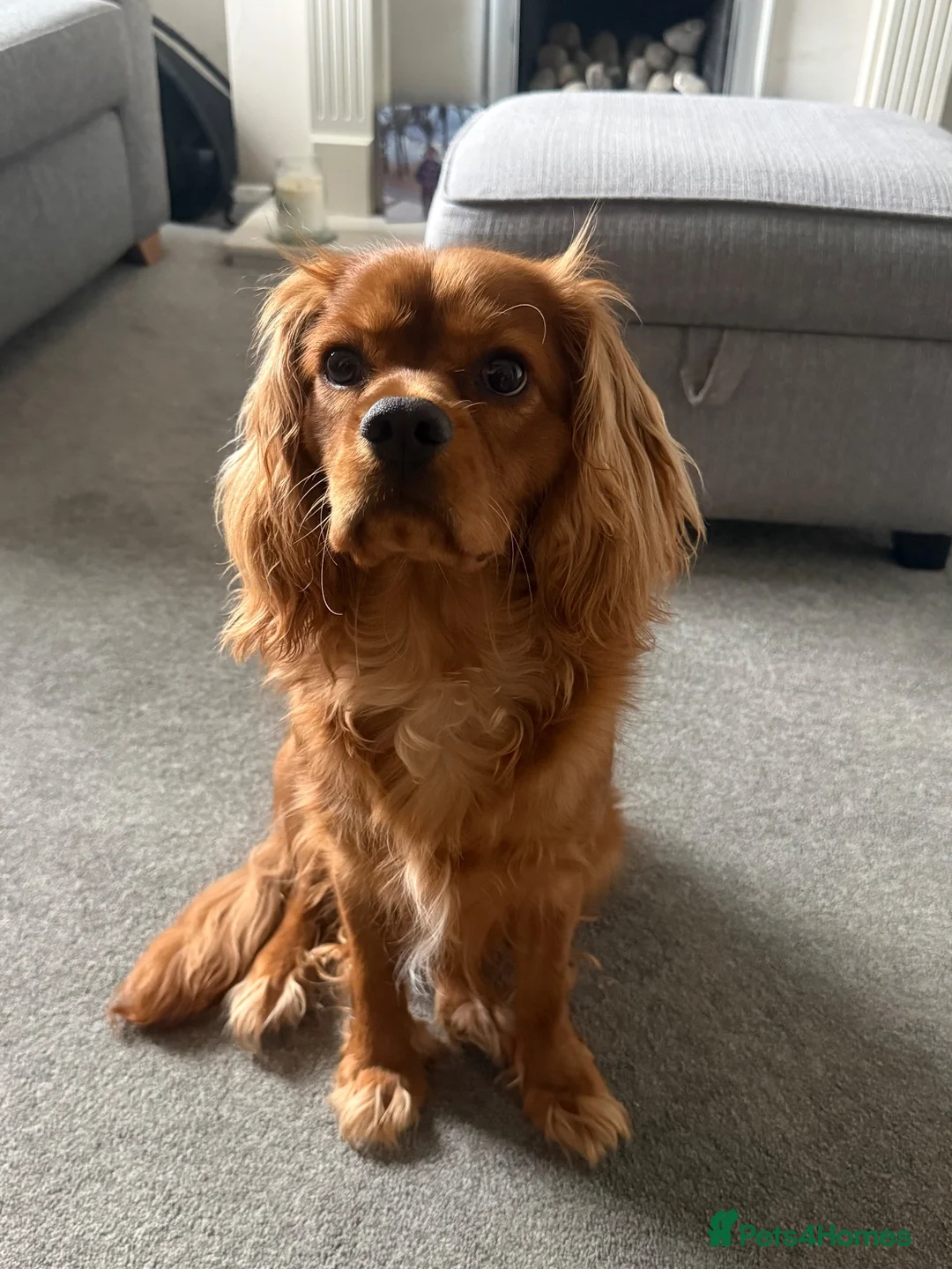 Cavalier King Charles Spaniel dogs for sale: 9 month old King Charles - Advert 2