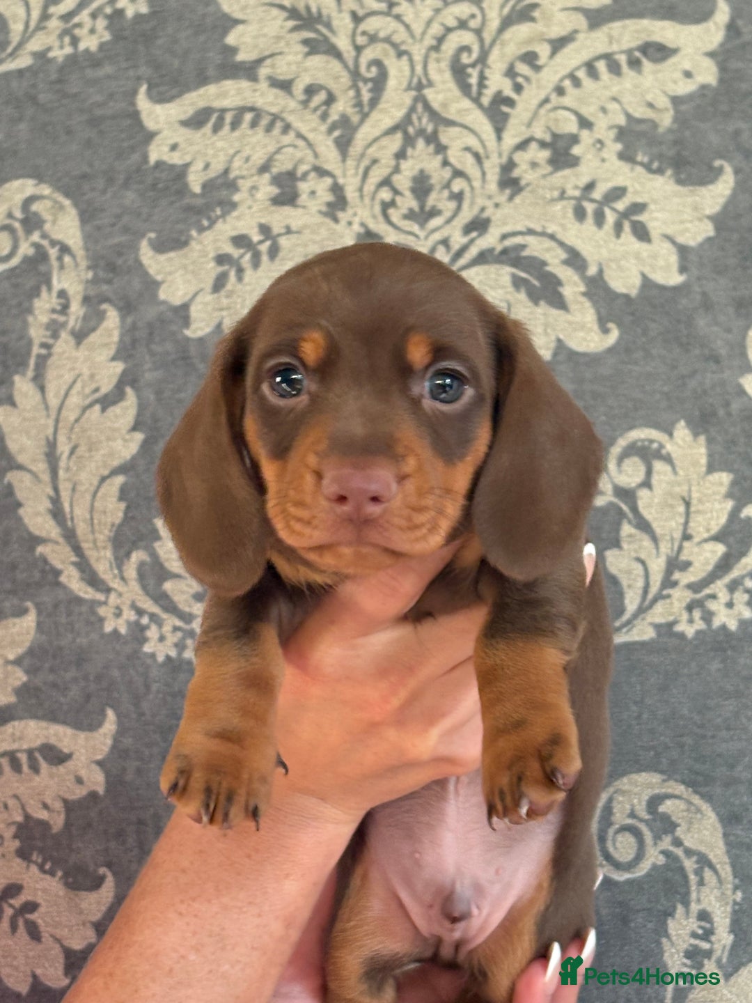 Miniature Dachshund dogs for sale: KC Registered Miniature Dachshund Puppies For Sale - Image 3