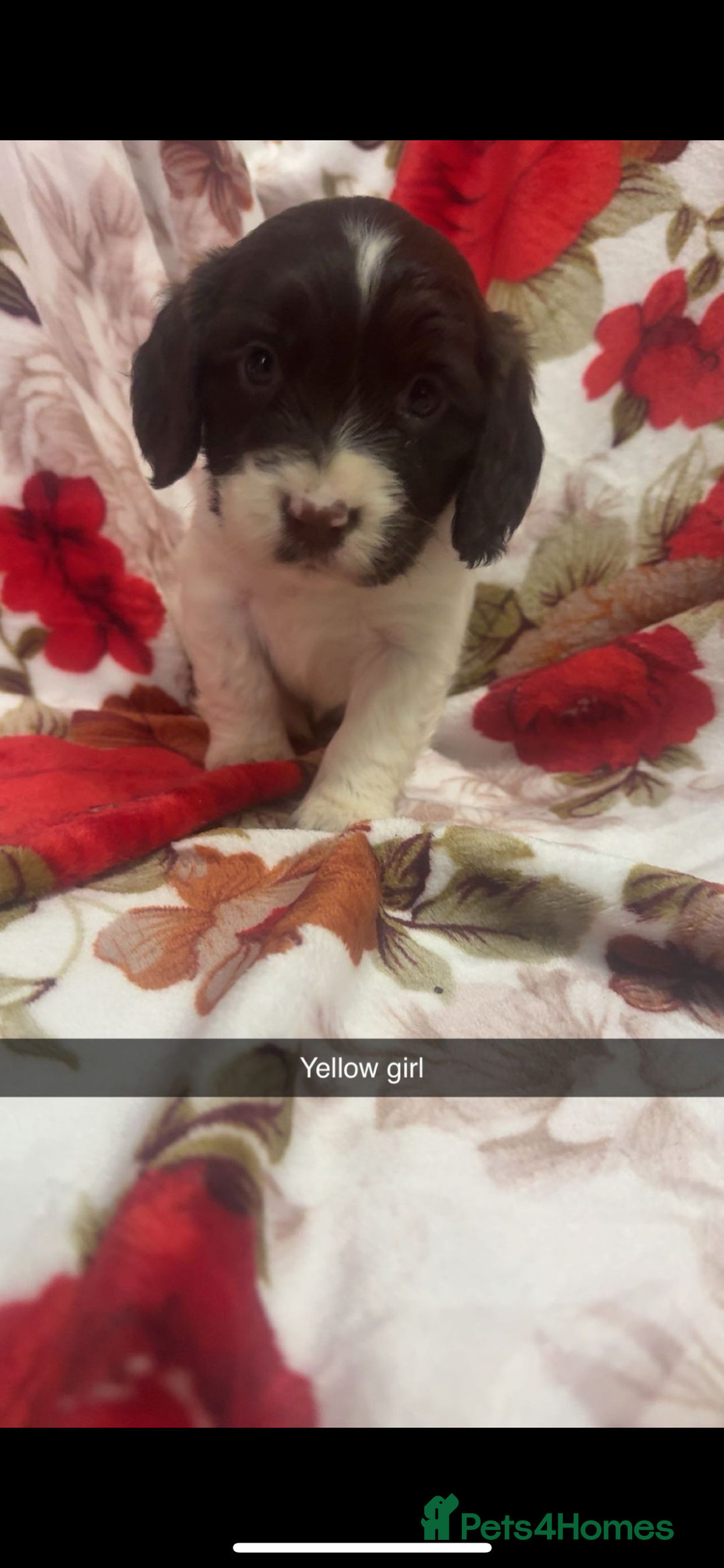 Cocker Spaniel dogs for sale: 5 stunning cocker spaniel babies! - Image 5