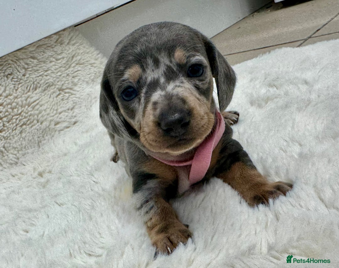 Miniature Dachshund dogs for sale: Miniature dachshund puppies - Image 5