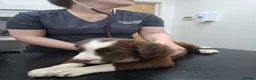 Border Collie dogs for sale: Brown and white male border collie in Exeter - Advert 9