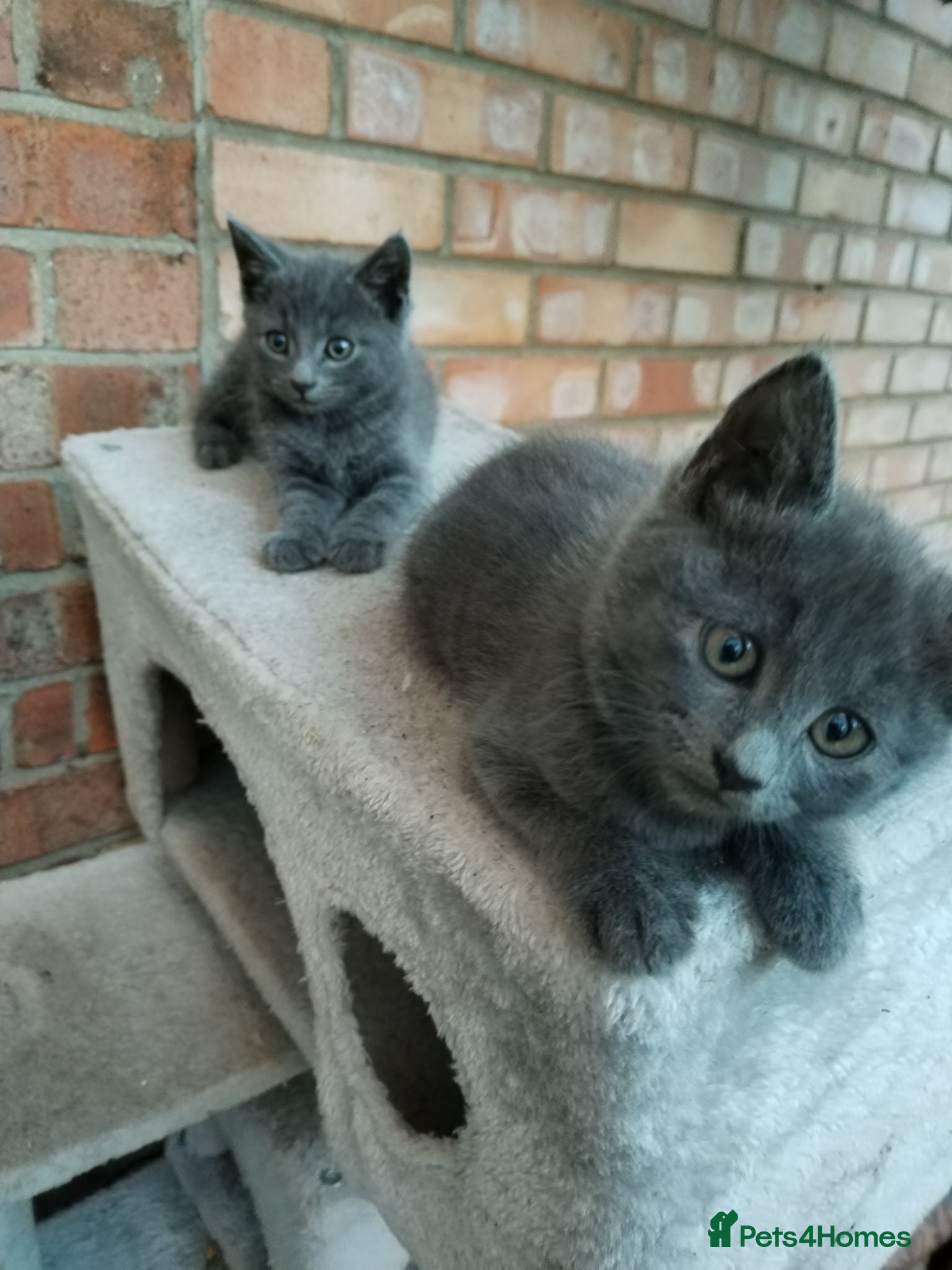 Russian Blue cats Russian blue kittens  - Advert 1