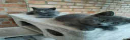 Russian Blue cats for sale: Russian blue kittens  - Advert 1