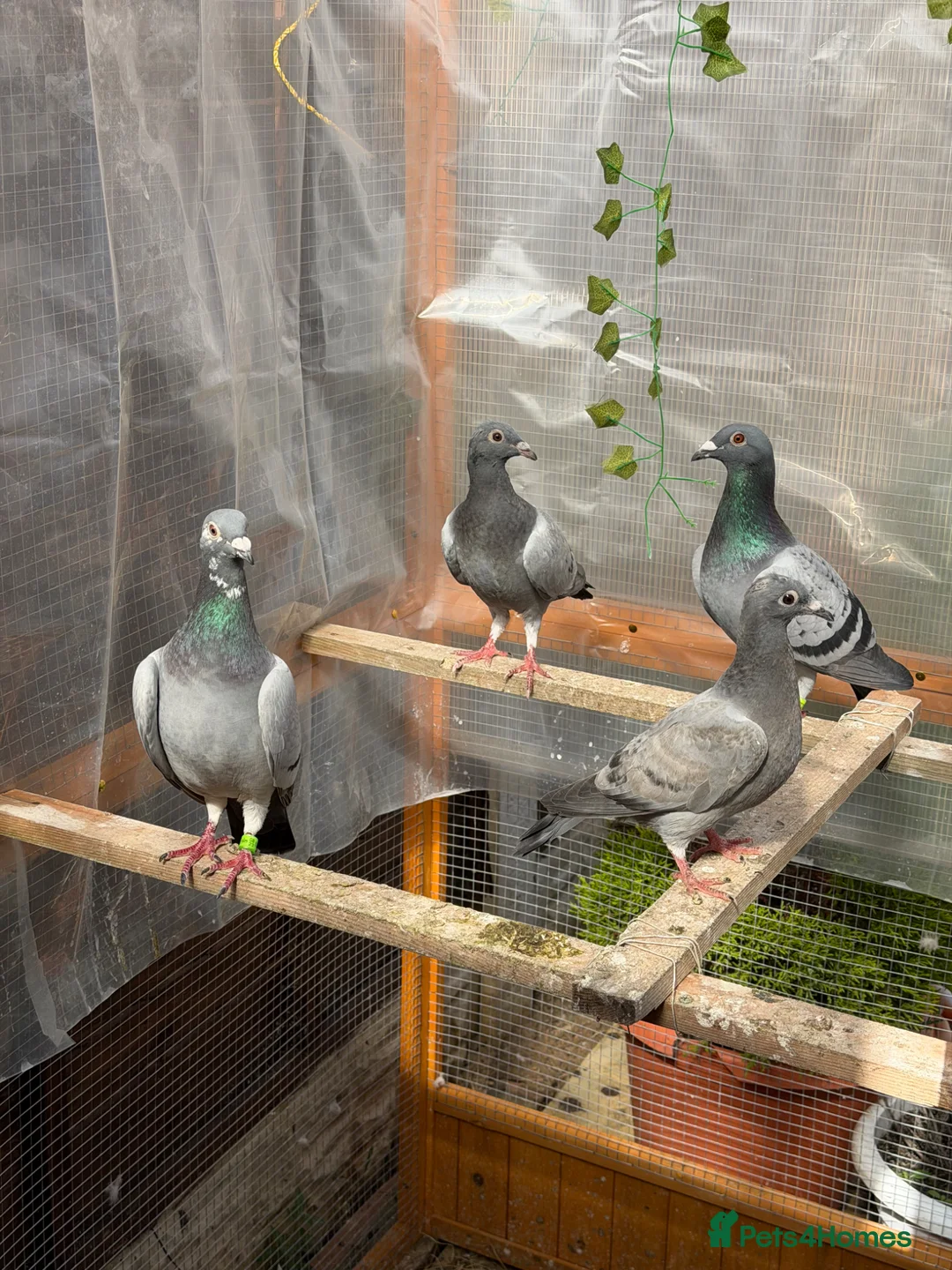 Pigeons birds for sale: Racing Pigeons in Rotherham - Advert 1