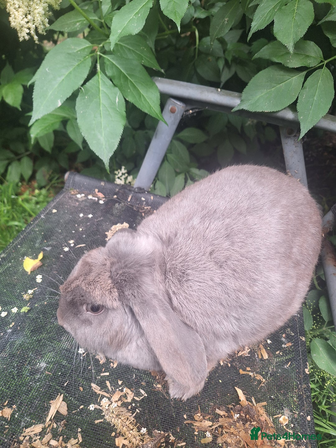 Mini Lop rabbits for sale: Beautiful purebred mini lop eared kits  - Image 15